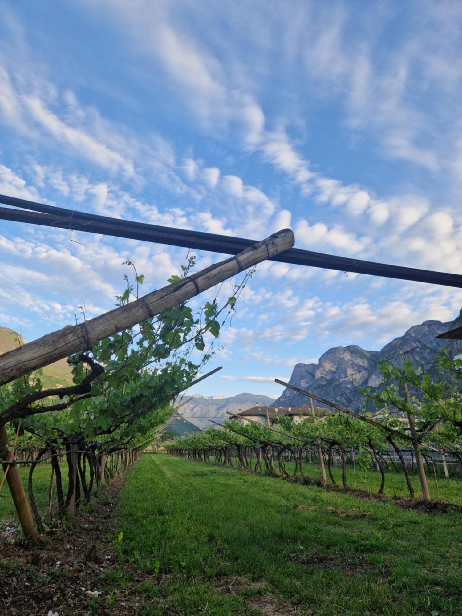 Antico Fienile Agritur Villa Mezzocorona Ngoại thất bức ảnh