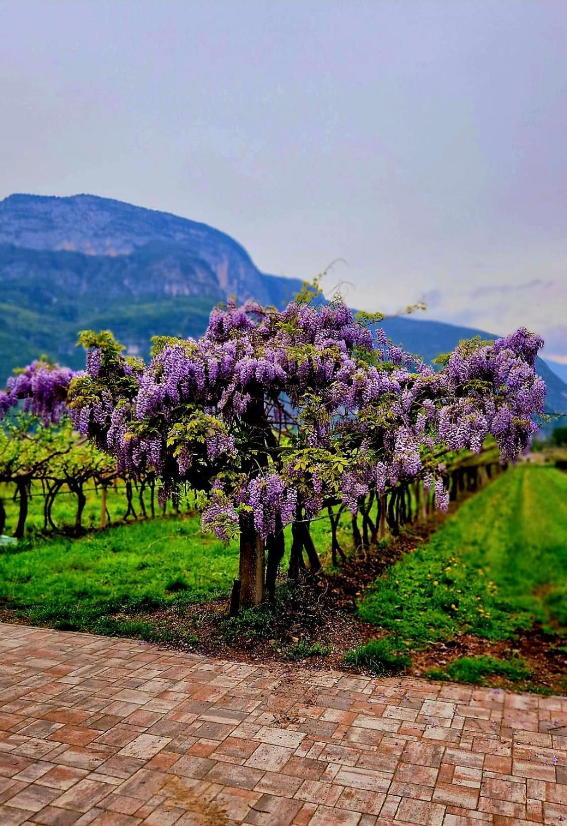 Antico Fienile Agritur Villa Mezzocorona Ngoại thất bức ảnh