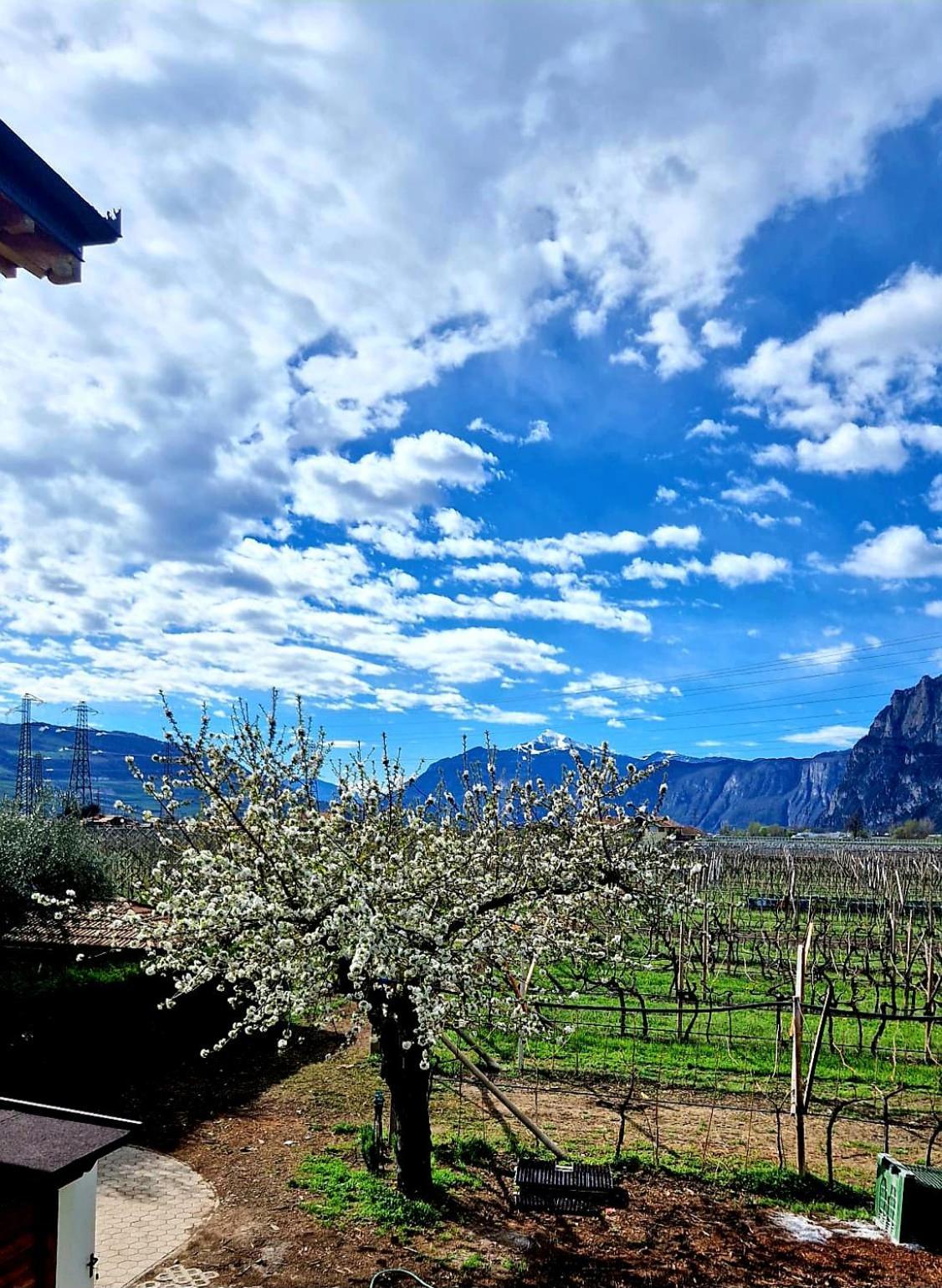 Antico Fienile Agritur Villa Mezzocorona Ngoại thất bức ảnh